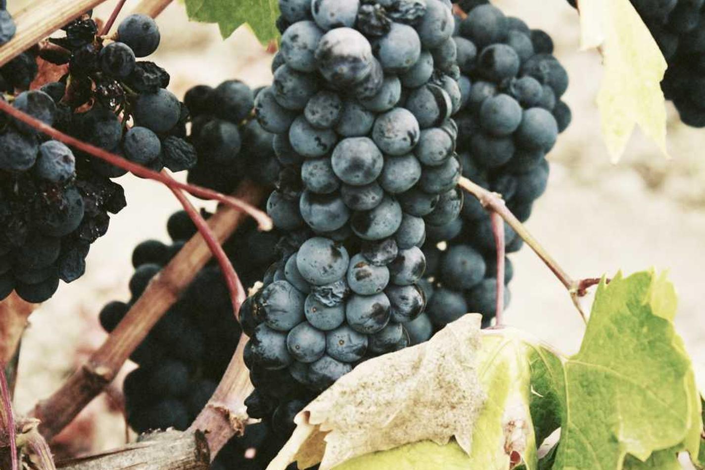 Unde qui nihil repellat molestiae enim